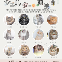 シェルター譲渡会