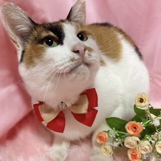 くっきり和風三毛！ユニークな『すももちゃん』