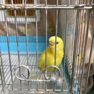 セキセイインコ手乗り　2羽