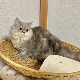 スコティッシュの女の子