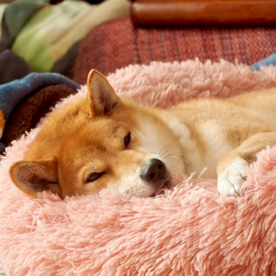 はなのカバー写真