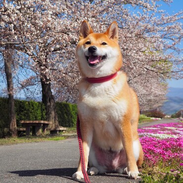 の写真