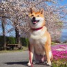 の写真
