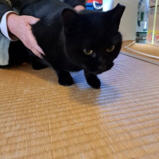 一匹飼いにお勧め。元気女子黒猫1歳人慣れ抜群。