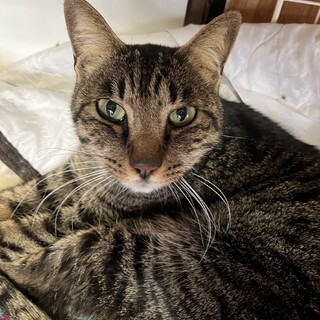 ありがとうございました★優しいキジ虎コウタくん