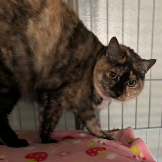 ありがとうございました★ぷっくり丸顔あかりちゃん