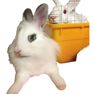 うさぎ2匹（メス、オス）の募集です