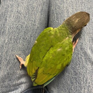 ウロコインコの里親募集