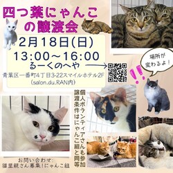 四つ葉にゃんこの譲渡会(にゃんこ組)