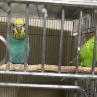 人慣れしていないセキセイインコのペア。