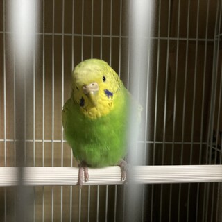 セキセイインコ　女の子