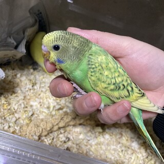 セキセイインコ　雛