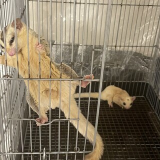 フクロモモンガオス2