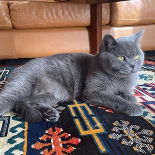 ブリティッシュショートヘアーの里親募集