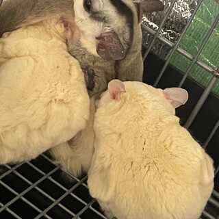 フクロモモンガメス3