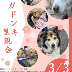 MEGAドン・キホーテつくば店里親会