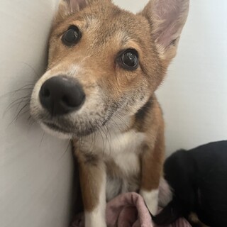 素敵なご縁がありましたまだ幼い子犬ちゃん