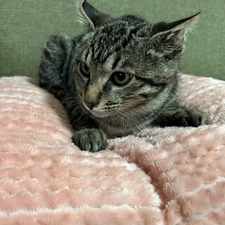 キジトラの男の子　ごろうくん