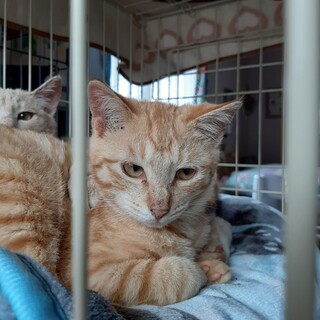 優しい里親さんに出会えました！