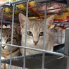 優しい里親さんに出会えました！ サムネイル3