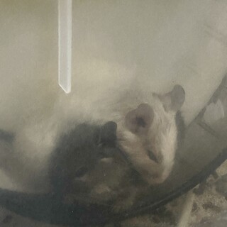 子供の男の子2匹のデグーの里親募集です