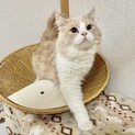 スコティッシュの男の子