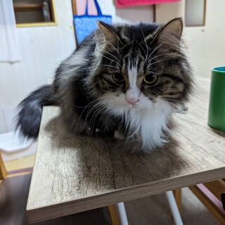 ツンデレ可愛い♪はるちゃん女の子2歳避妊済み