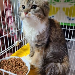 つくば猫の里親会