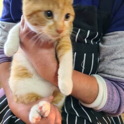 つくば猫の里親会 サムネイル2