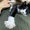腹の上が定位置