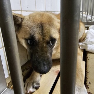 処分対象　延長なし　収容期限　2/9迄