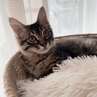 ふさふさシッポ❤︎半長毛のロイくん