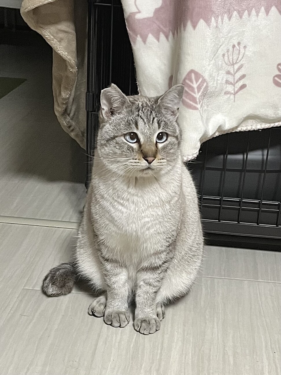 まほろ