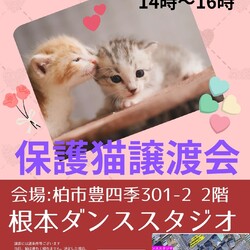 2/11（日）♡柏市♡根本ダンススタジオ保護猫譲渡会