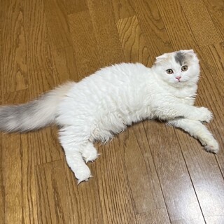 スコティッシュの女の子