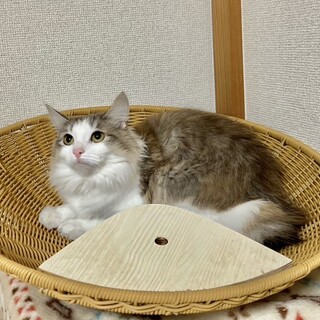 ノルウェージャンの女の子