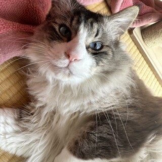 もふもふの可愛いうさ吉くん