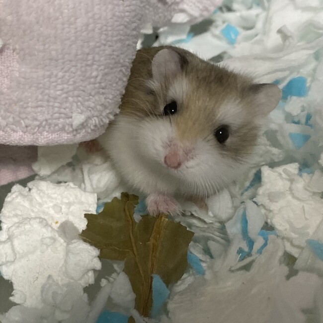 furusawa0318のカバー写真