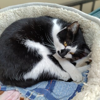 最後まで家族として迎えてくださる里親様募集