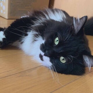 【お話中】里親さん募集です【マンチカン】