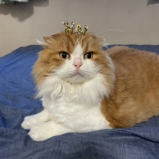 スコティッシュの長毛垂れ耳です