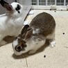 生後2～3ヶ月のうさぎちゃんの里親募集♡    サムネイル2