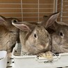 生後2～3ヶ月のうさぎちゃんの里親募集♡    サムネイル3