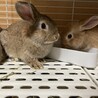 生後2～3ヶ月のうさぎちゃんの里親募集♡    サムネイル4
