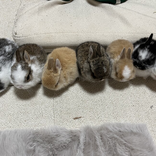 ぽんはるのカバー写真