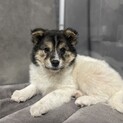 フワフワコロコロ女子