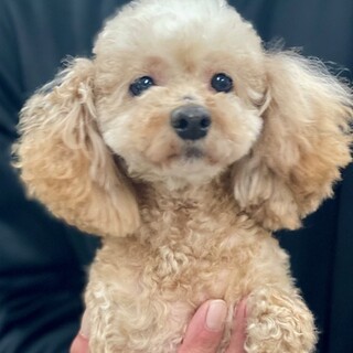 23-W407 小さなプードル♪