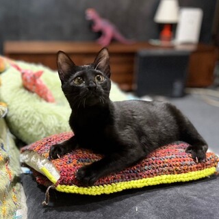 少し怖がりなお利口さん❤モコモコ