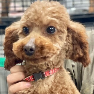 23-W409　初めてのワンコ飼いでもOK！！