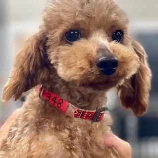 23-W348　美形！！綺麗なプードル女子！！